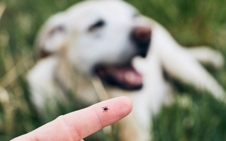 Como evitar carrapato em cachorro