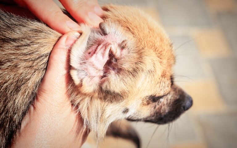Como tirar carrapato do ouvido do cachorro​