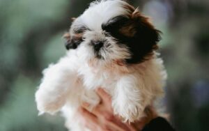 Melhor ração para filhotes Shih Tzu