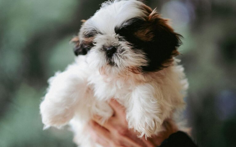 Melhor ração para filhotes Shih Tzu
