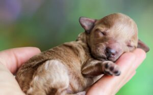 Nome para cachorra pequenininha