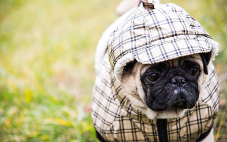 Nomes para cachorros em inglês