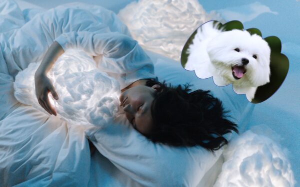 Sonho com cachorro branco