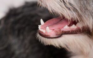 Xô Bafinho faz mal para cachorro