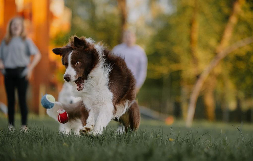 Border collie gosta de criança