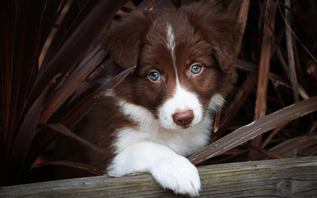 Border collie gosta de criança