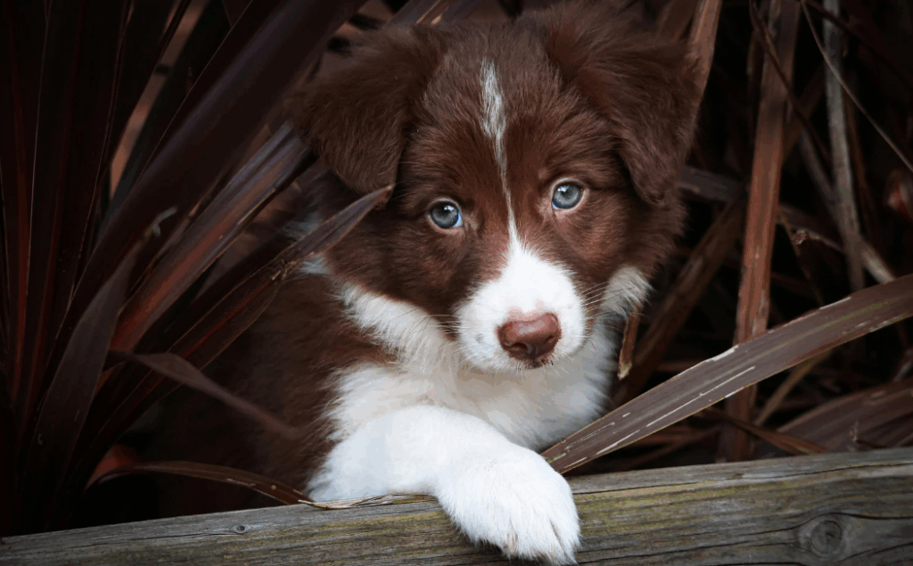 Cachorro com 2 anos equivale a quantos anos