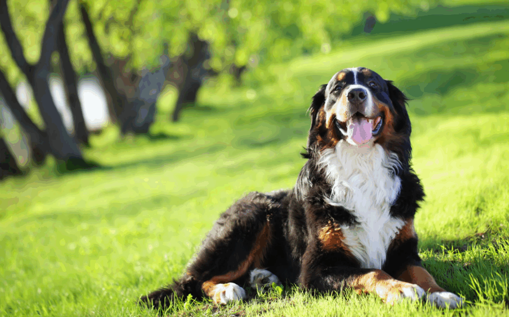 Cachorro com 2 anos equivale a quantos anos