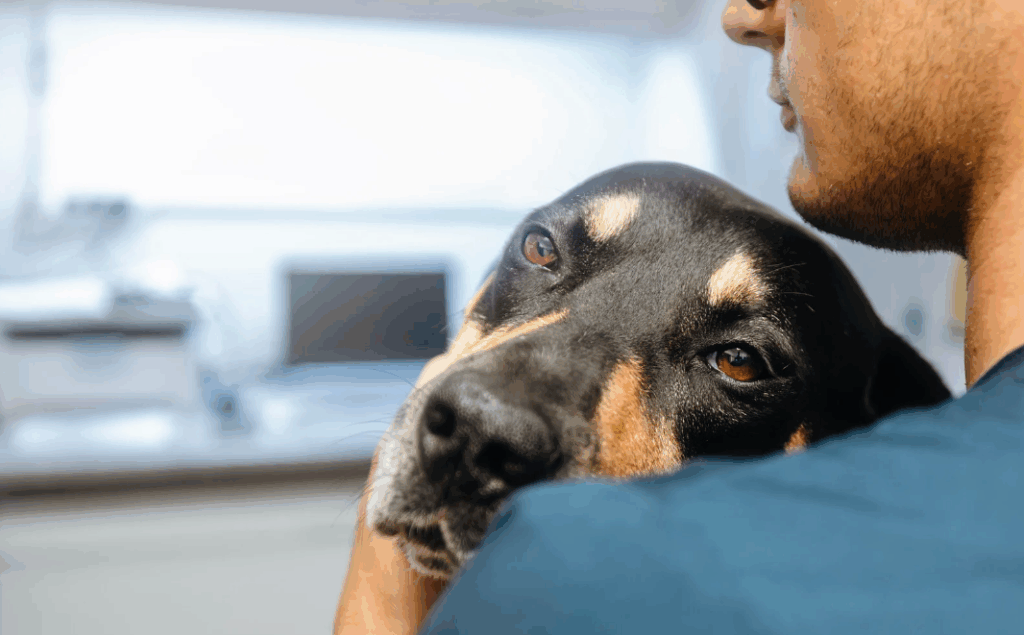 Cinomose passa para outros cachorros