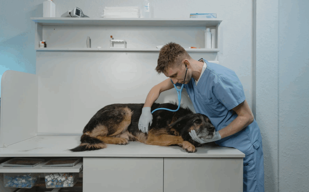 Cinomose passa para outros cachorros