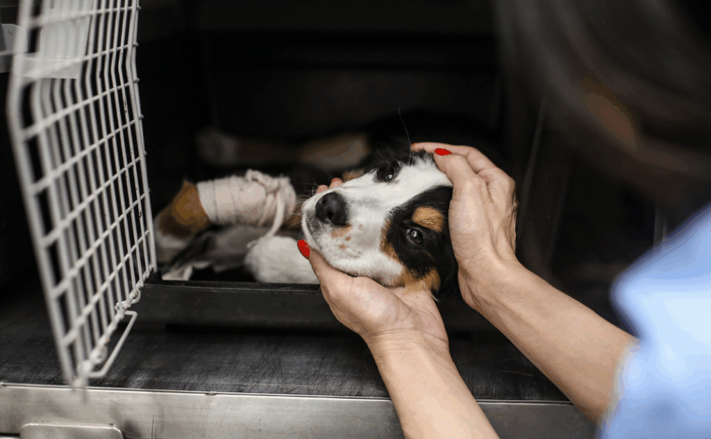 Cinomose passa para outros cachorros