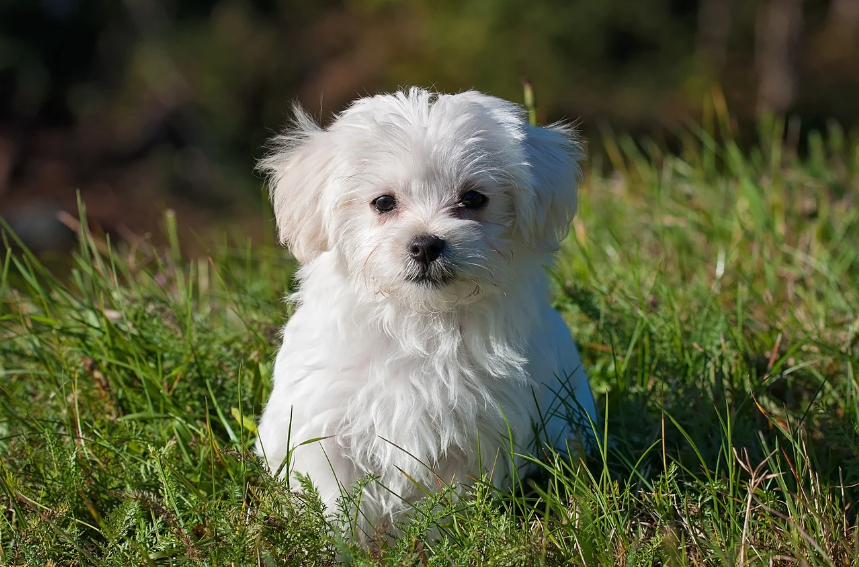 Sonho com cachorro branco