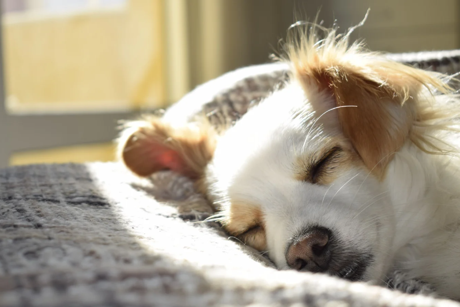 Sonho com cachorro branco