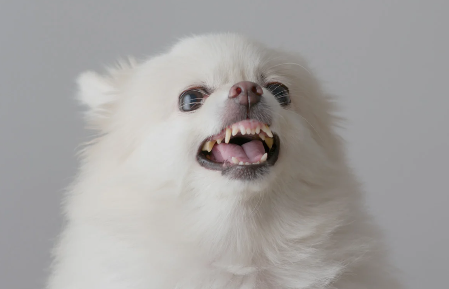 Sonho com cachorro branco