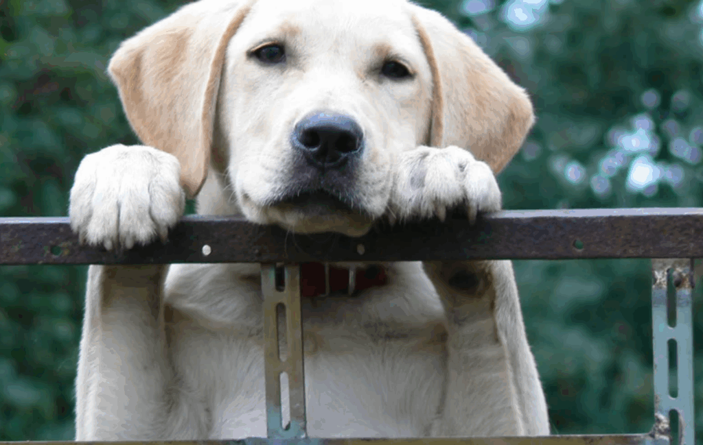 Sonho com cachorro branco