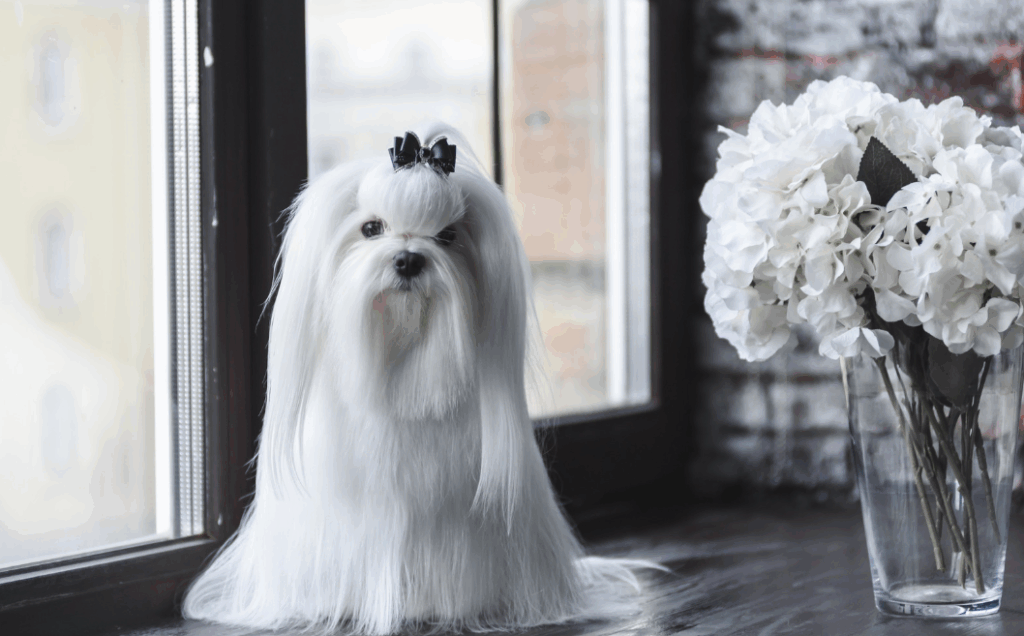 Sonho com cachorro branco