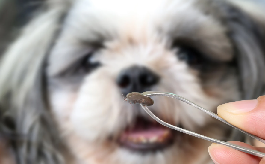 Como evitar carrapato em cachorro