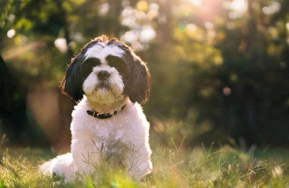 Doenças comuns em Shih Tzu
