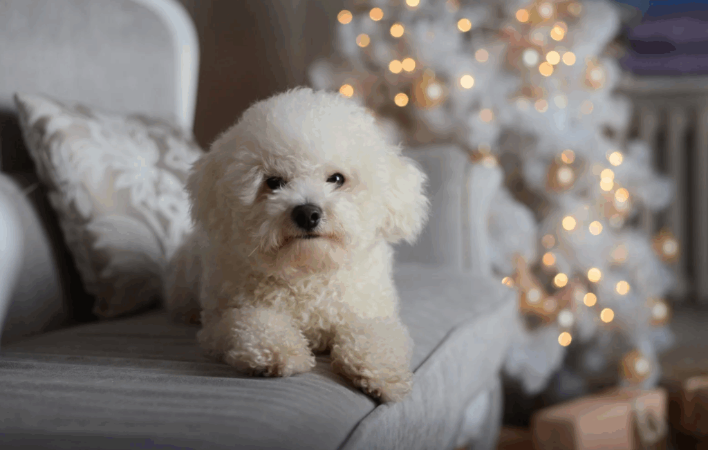 Melhores raças de cachorro pequeno para crianças