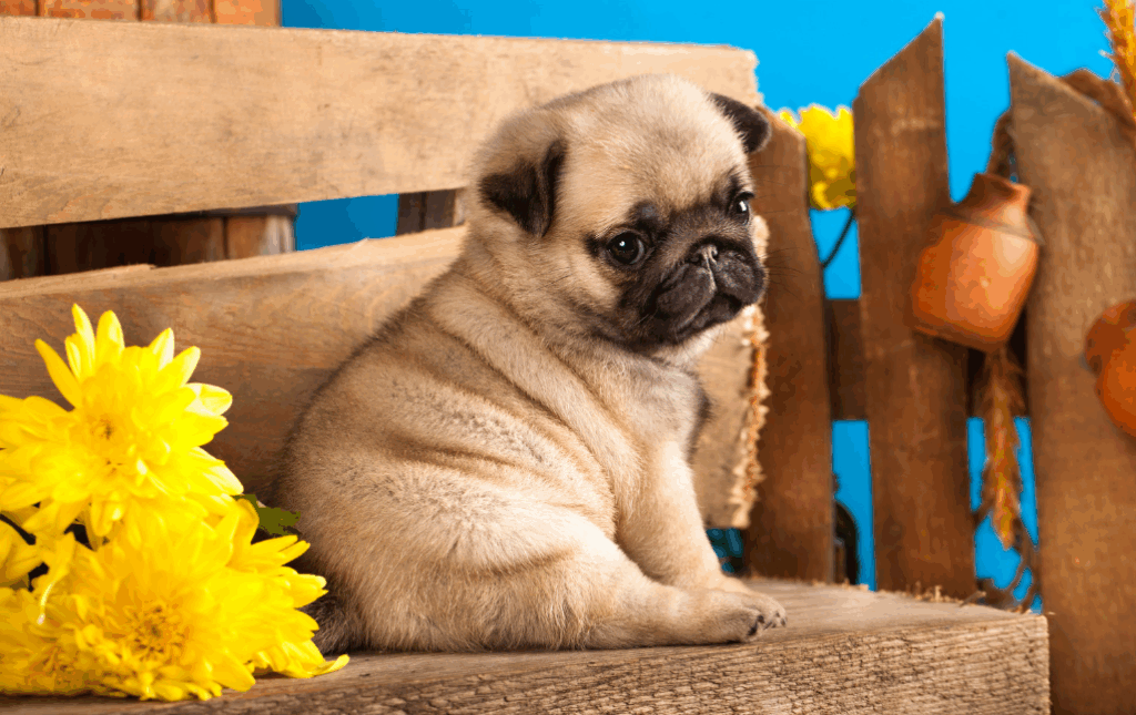 Melhores raças de cachorro pequeno para crianças