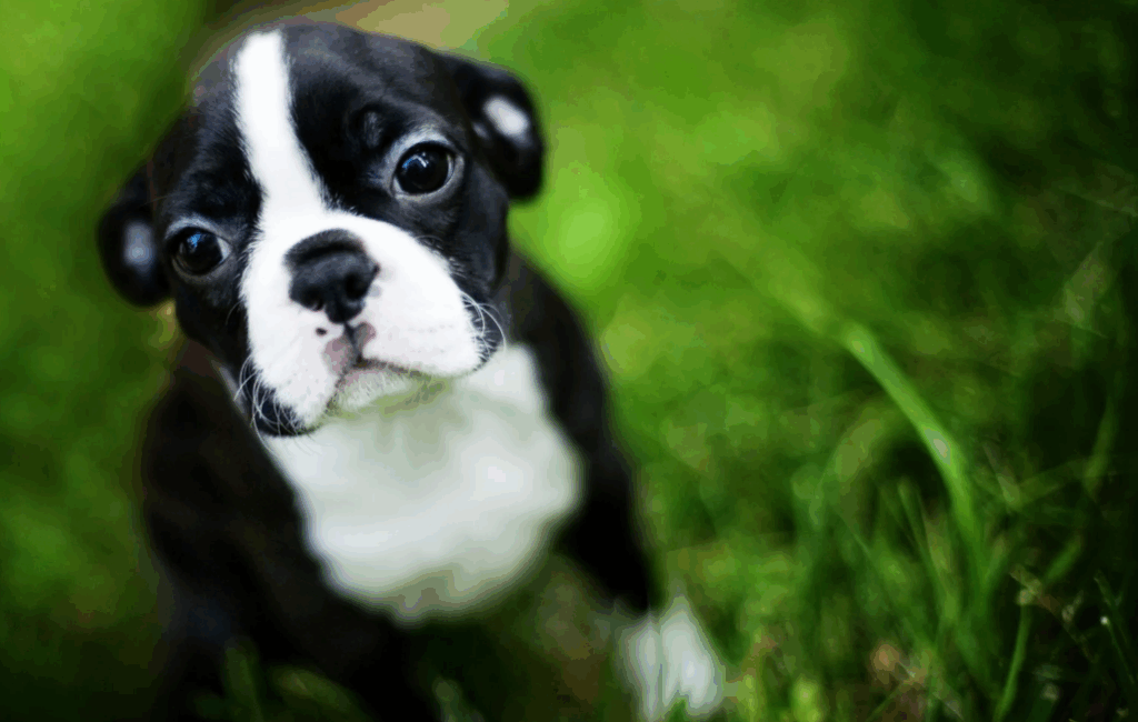 Melhores raças de cachorro pequeno para crianças