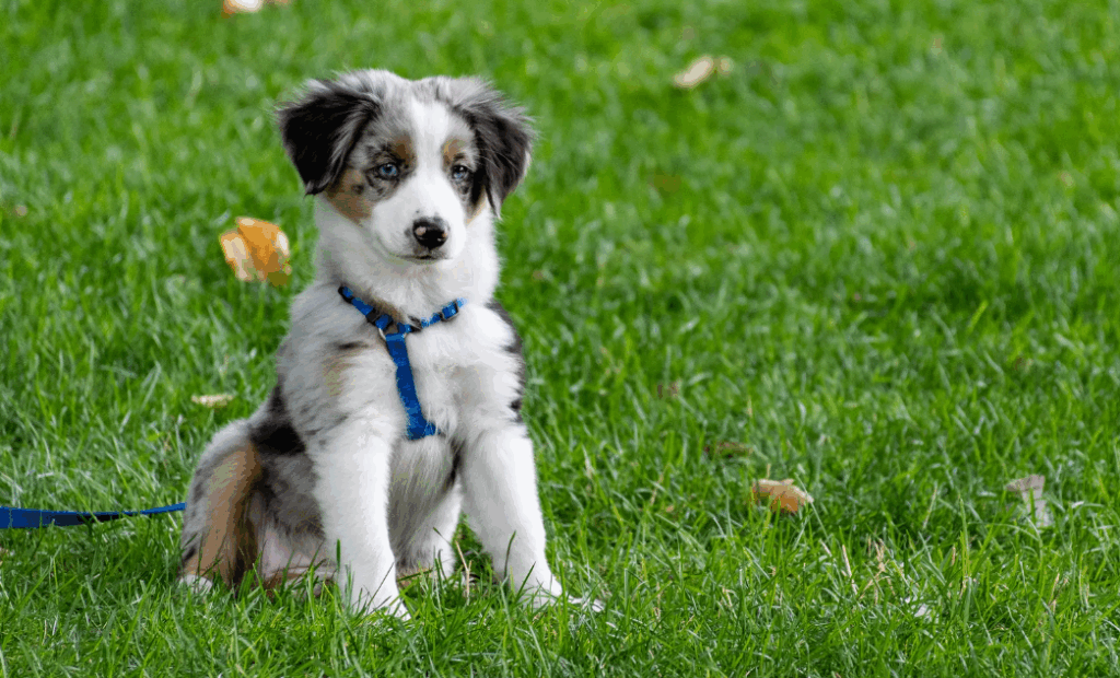 Nomes para cachorros em inglês