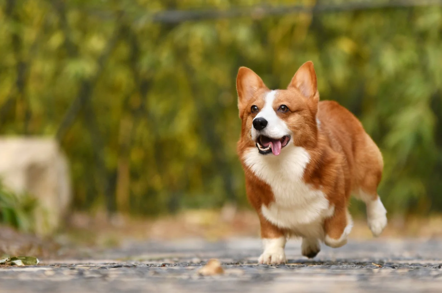 Nomes para cachorros em inglês