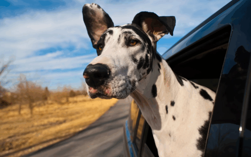 Nomes para cachorros em inglês