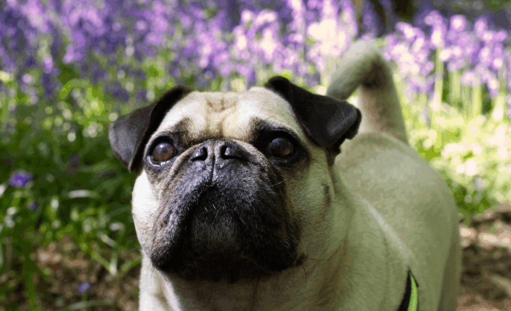 Nomes para cachorros em inglês