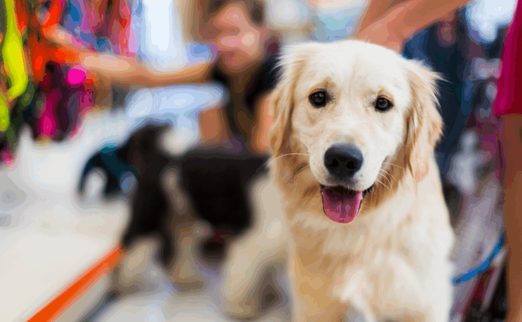 Nomes para cachorros em inglês