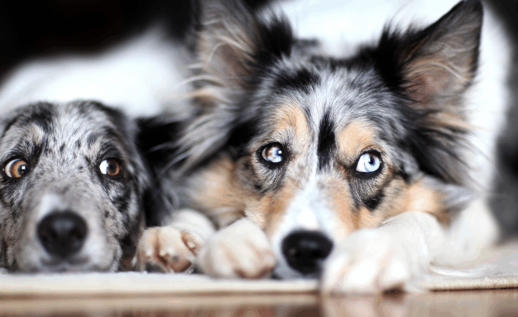 Border collie gosta de criança