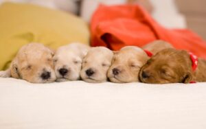 A partir de quanto tempo pode dar banho no cachorro