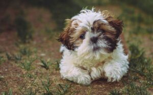 Cachorro da raça Shih Tzu filhote