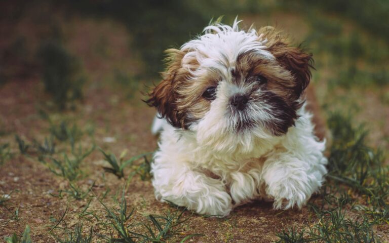 Cachorro da raça Shih Tzu filhote