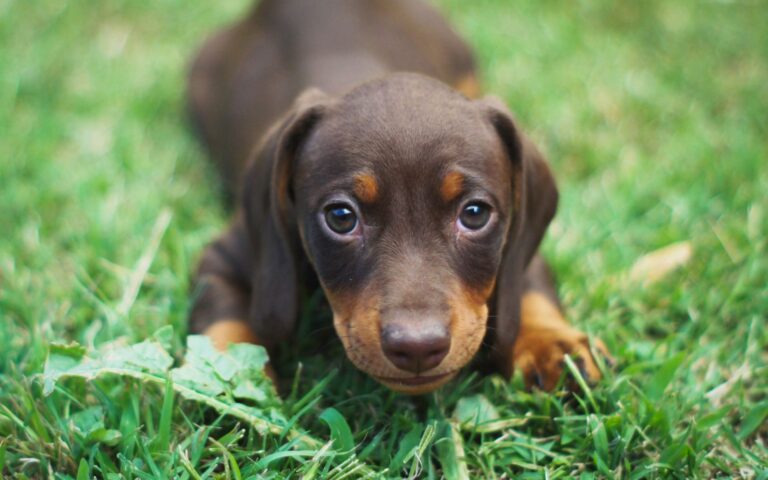 Com quanto tempo pode dar vermífugo para cachorro filhote