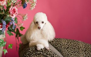 Como deixar o pelo do cachorro bonito