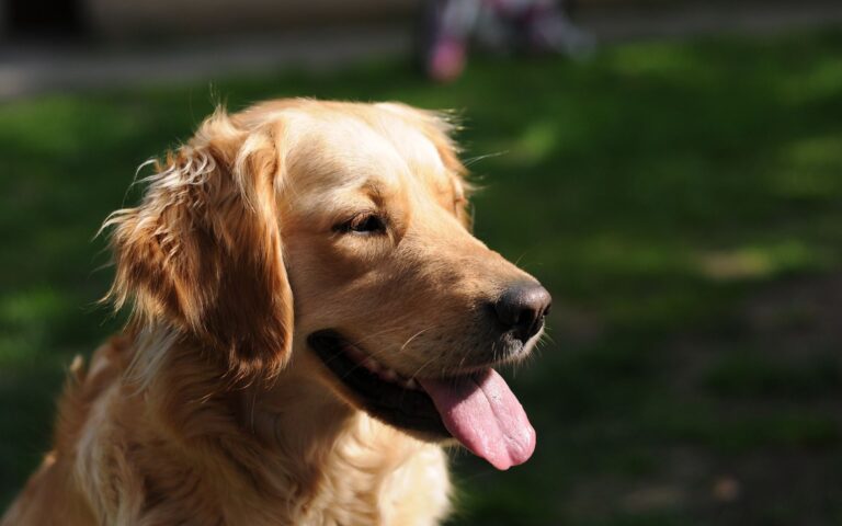 Dermatite em Golden Retriever