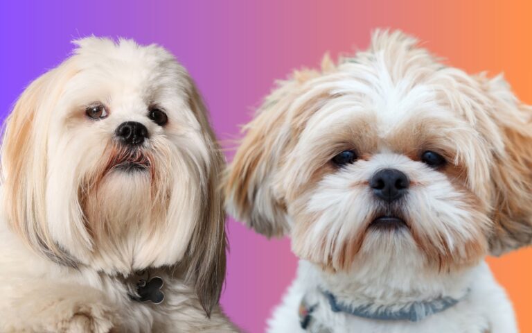 Diferença entre Lhasa Apso e Shih Tzu