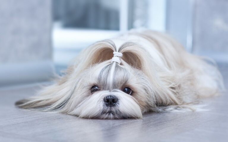 Doenças comuns em Shih Tzu