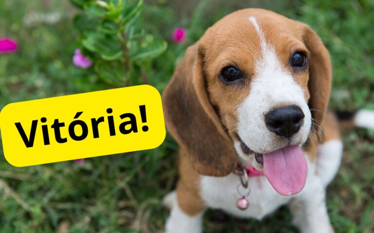 Lei proíbe testes em animais para produtos de beleza