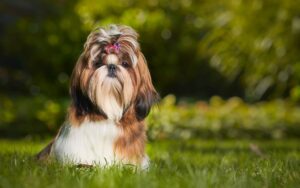 Nome de cadela Shih Tzu