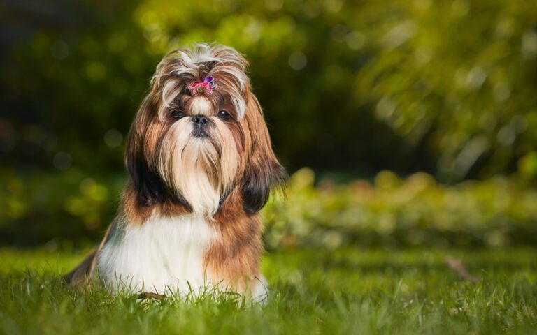 Nome de cadela Shih Tzu