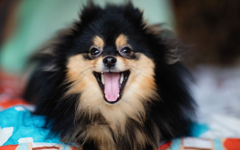 Nomes de Lulu da Pomerânia de famosos macho