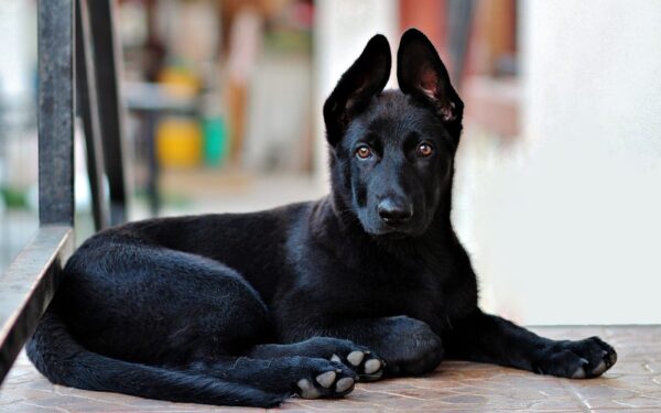 O que significa sonhar com cachorro preto no mundo espiritual
