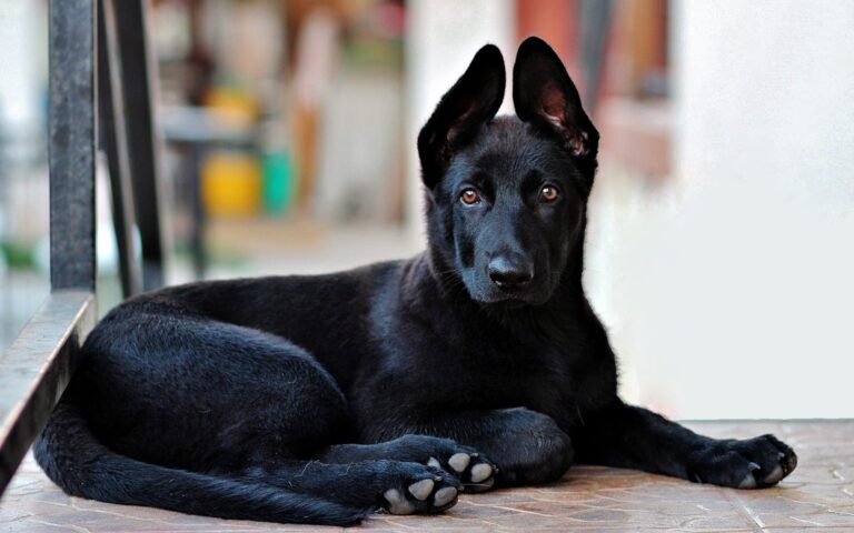 O que significa sonhar com cachorro preto no mundo espiritual