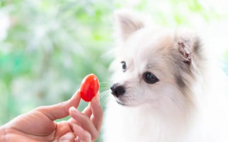 Pode dar tomate para cachorro