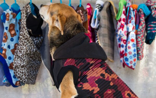 Roupa de frio para cachorro porte médio