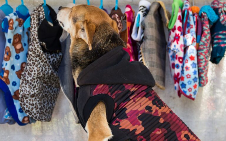 Roupa de frio para cachorro porte médio