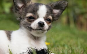 Temperamento do Chihuahua