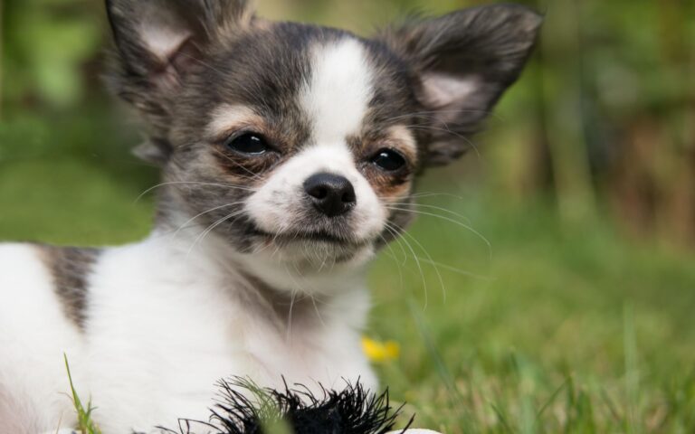 Temperamento do Chihuahua
